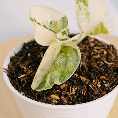 Scindapsus Mayari Variegated-Greenspaces.id