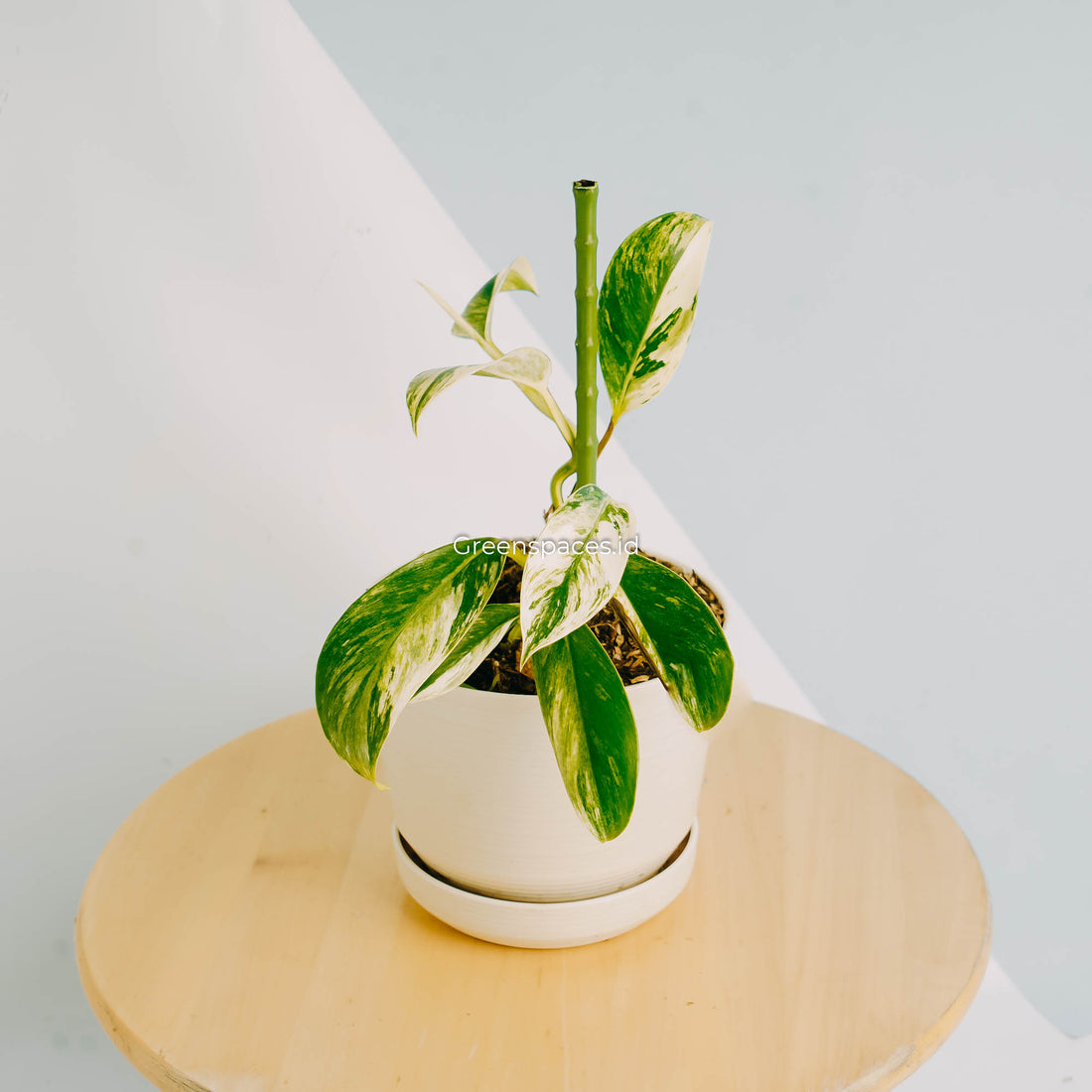Rhaphidophora Elliptifolia Variegated-Greenspaces.id