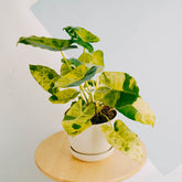 Philodendron Burle Marx Mint Variegated-Greenspaces.id