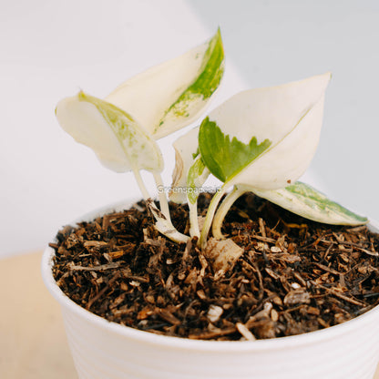 Scindapsus Mayari Variegated-Greenspaces.id