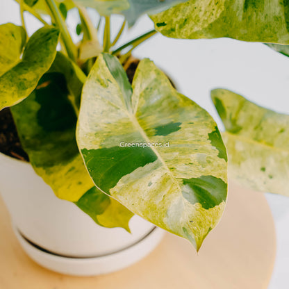 Philodendron Burle Marx Mint Variegated-Greenspaces.id