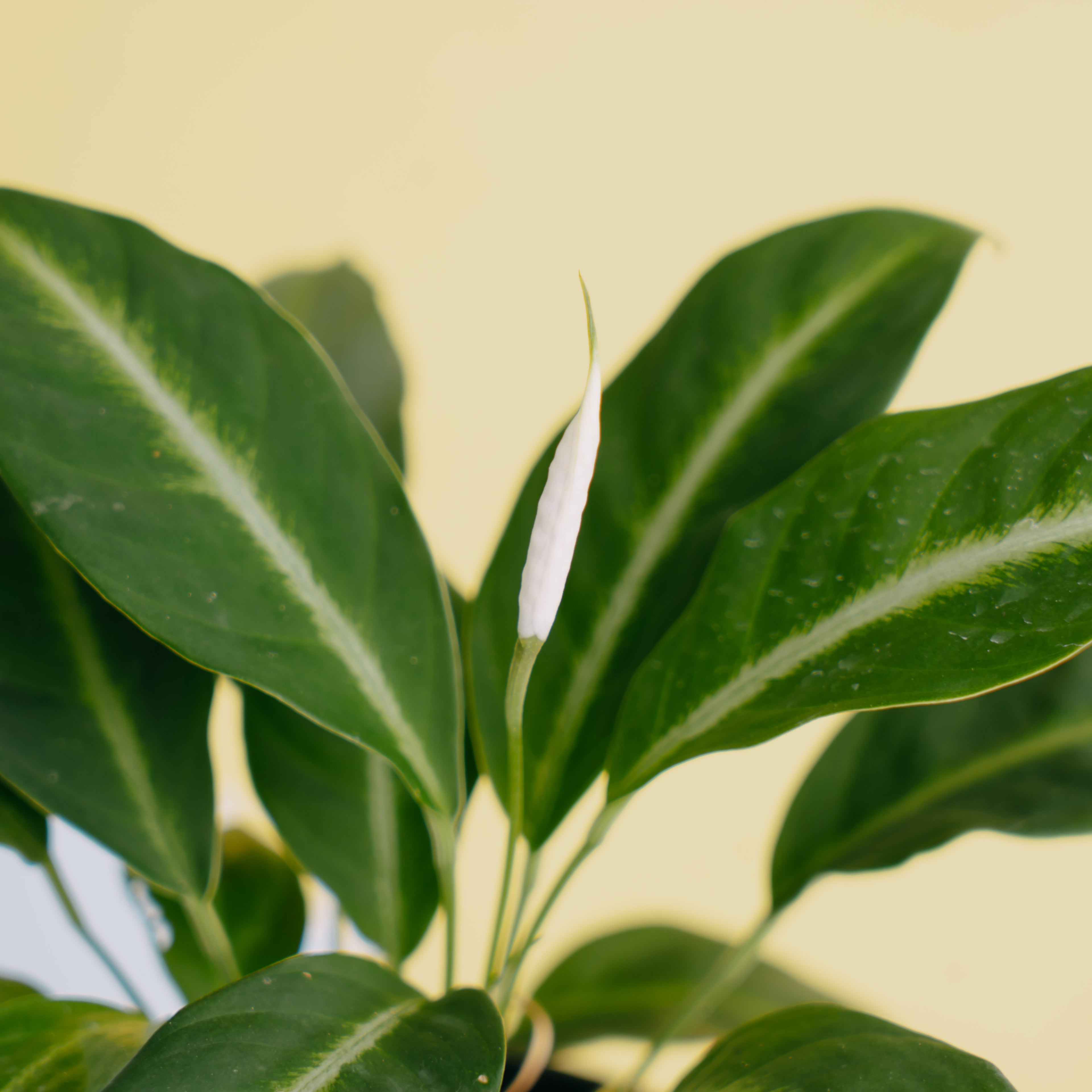 Spathiphyllum silver streak - Greenspaces.id