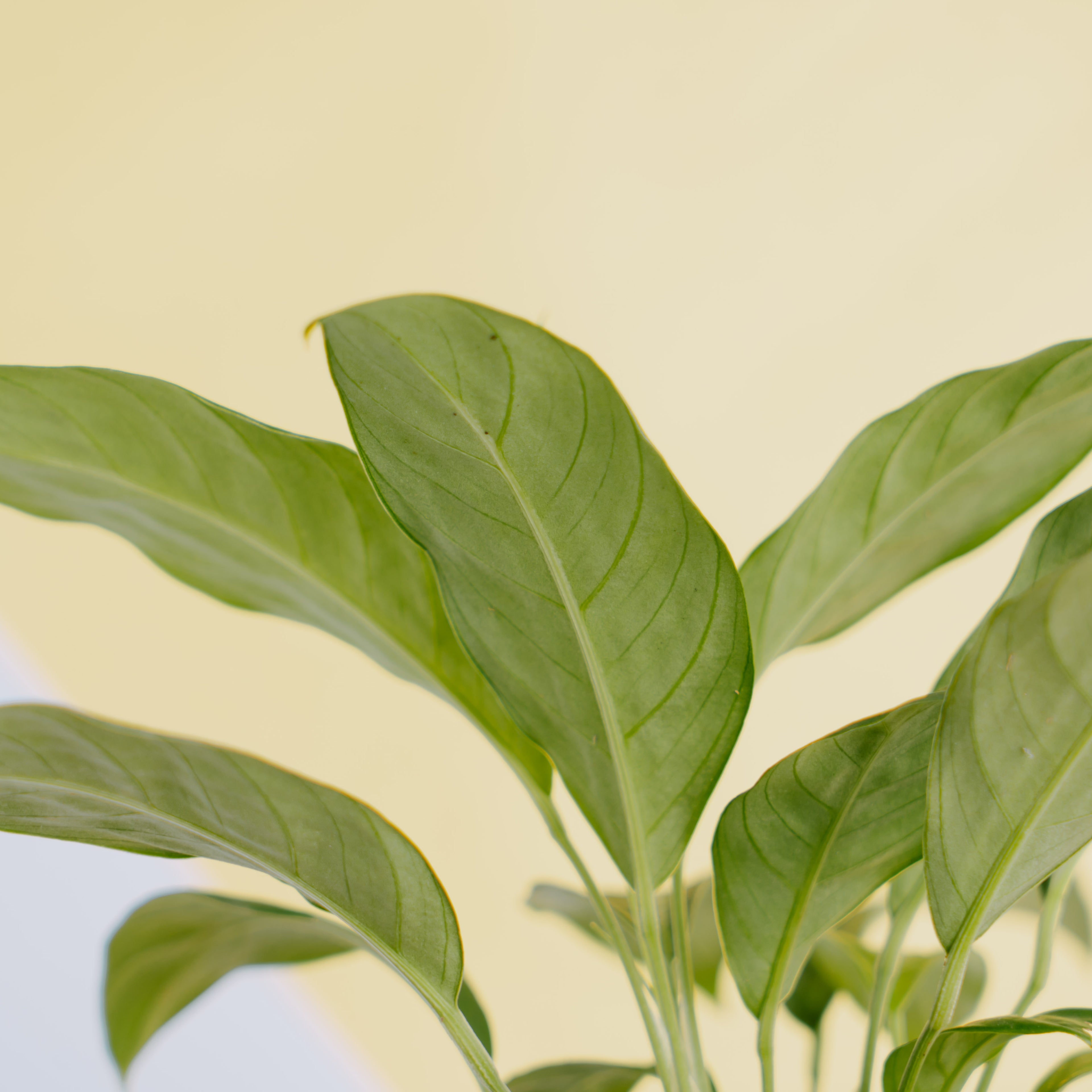 Spathiphyllum silver streak - Greenspaces.id