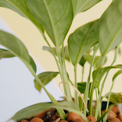 Spathiphyllum silver streak - Greenspaces.id