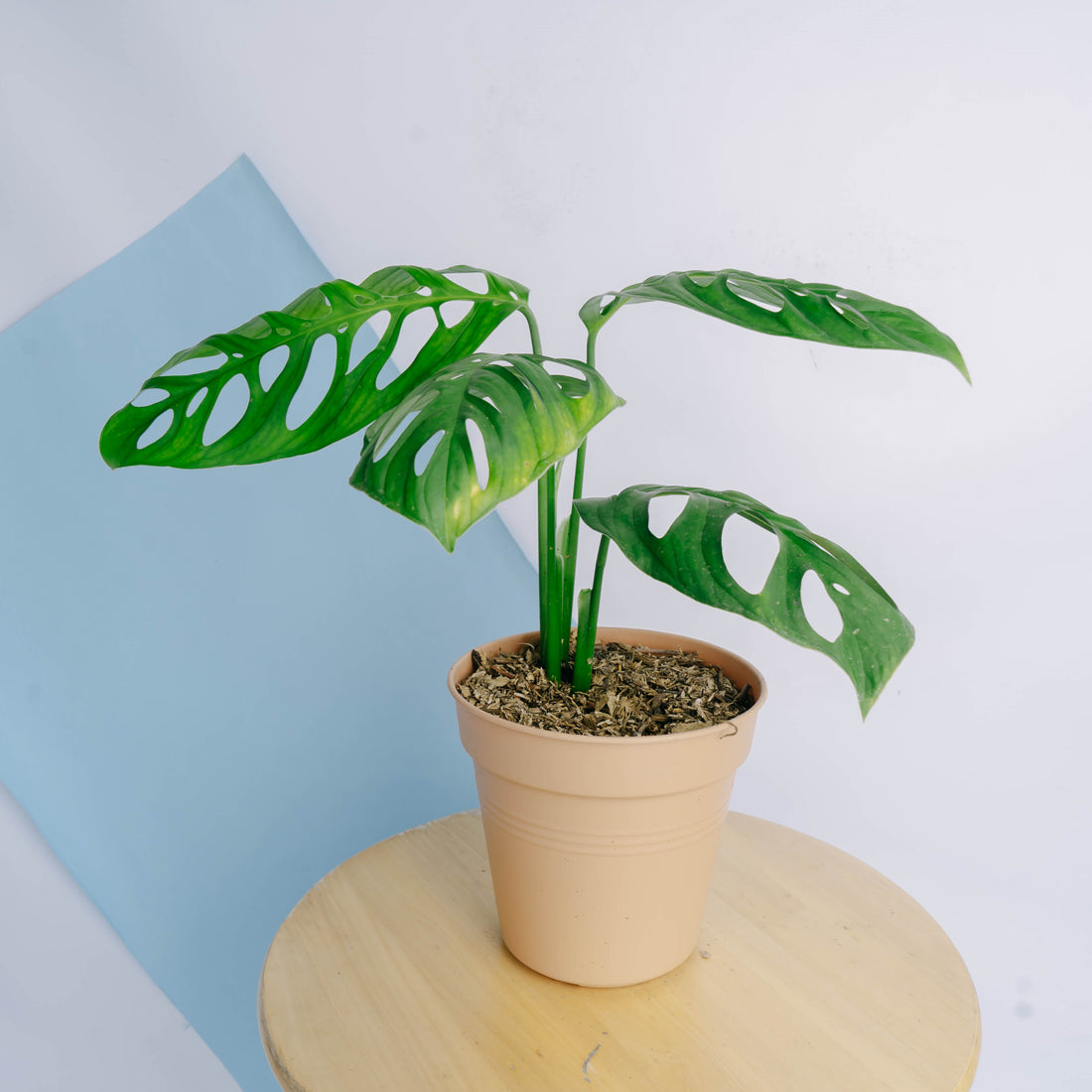 Monstera Esqueleto