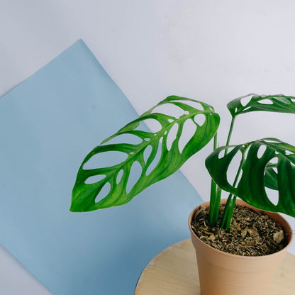 Monstera Esqueleto