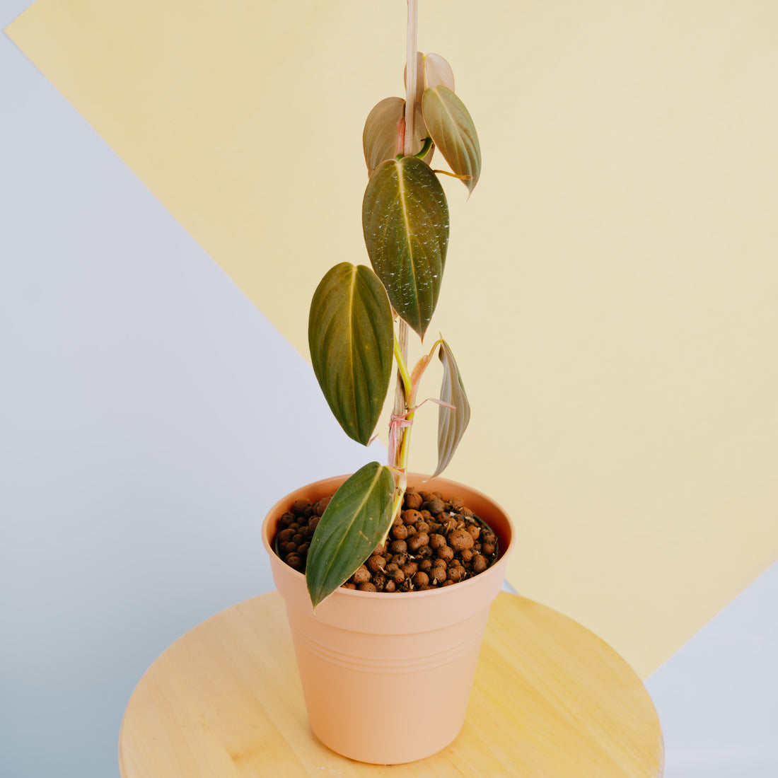 Philodendron gigas  - Greenspaces.id