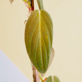 Philodendron gigas  - Greenspaces.id
