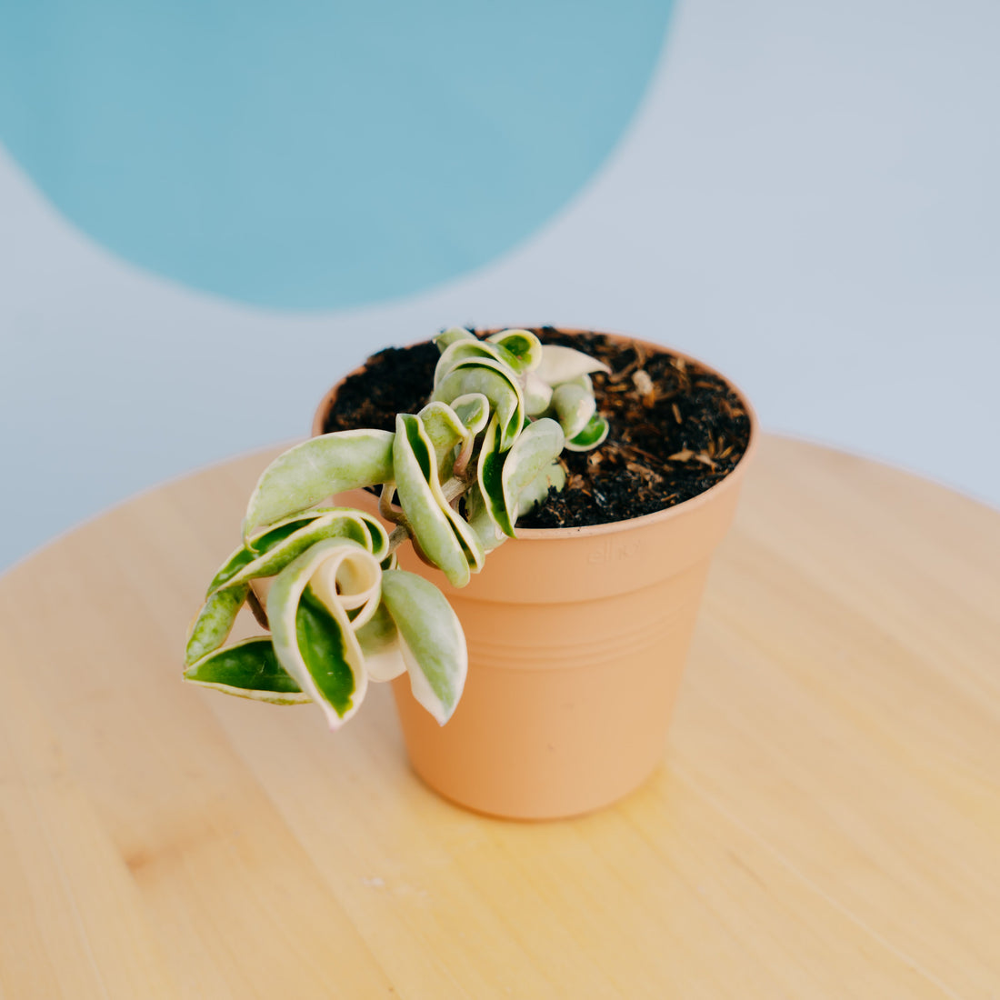 🎁 Hoya Compacta Variegated (100% off)