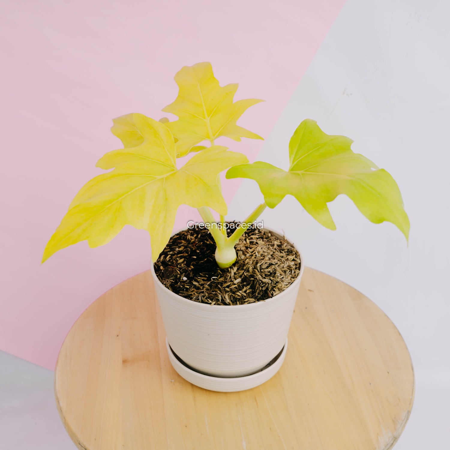 philodendron warscewiczii aurea flavum Philodendron warscewiczii aurea flavum – Greenspaces.id