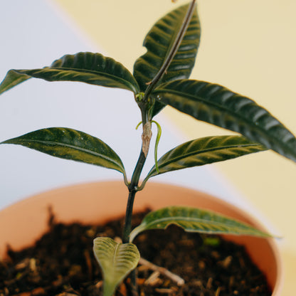 Labisia Sp black bone - Greenspaces.id