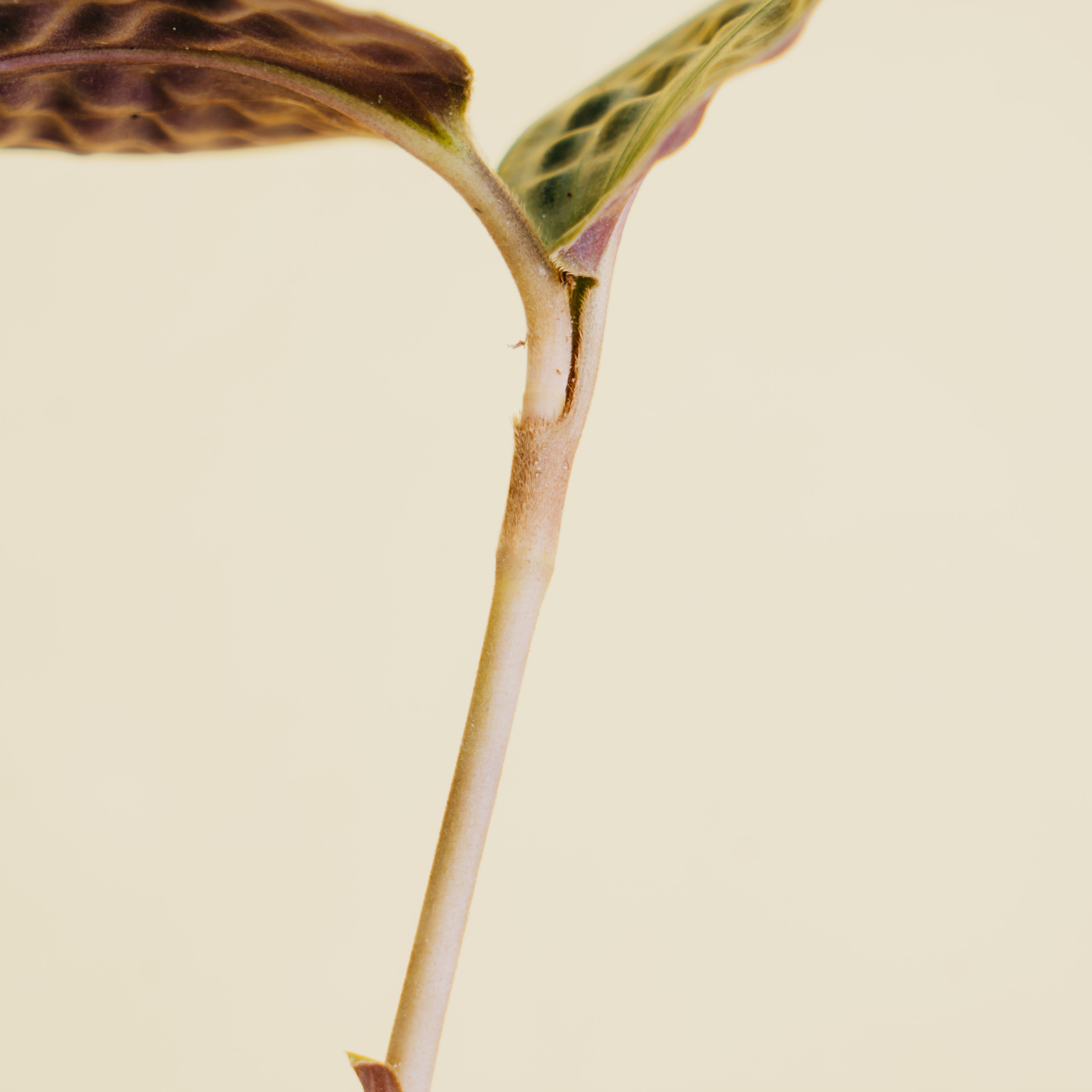 Geogenanthus poeppigii