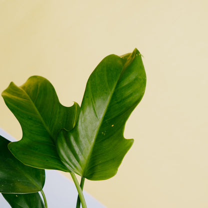 philodendron ecuadorian canoe leaf Philodendron ecuadorian – Greenspaces.id