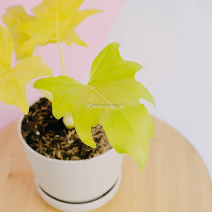 philodendron warscewiczii for sale Philodendron warscewiczii aurea flavum – Greenspaces.id