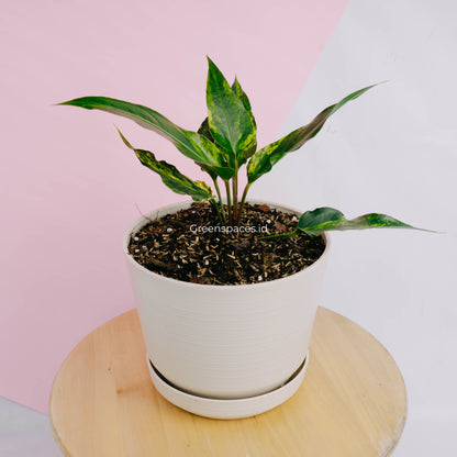 Anthurium Corong x Garuda Variegated