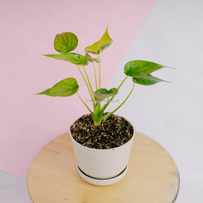 Alocasia Cuculata Variegated
