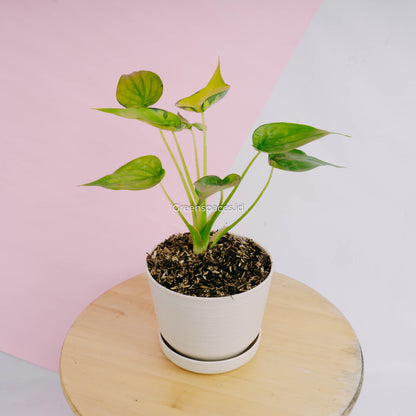 Alocasia Cuculata Variegated