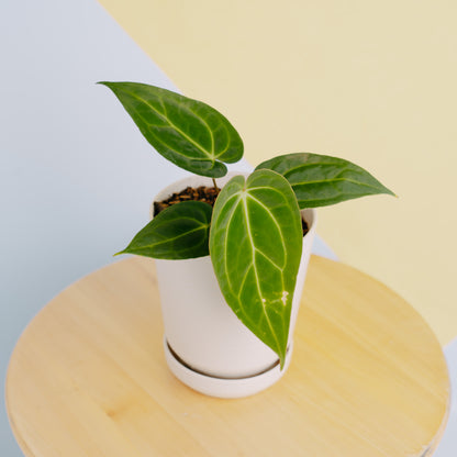 Anthurium papilaminum legend  - Greenspaces.id