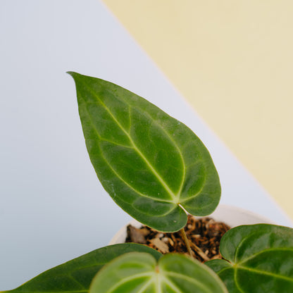 Anthurium papilaminum legend  - Greenspaces.id