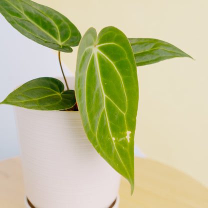 Anthurium papilaminum legend  - Greenspaces.idAnthurium papilaminum legend  - Greenspaces.id