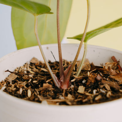 Anthurium papilaminum legend  - Greenspaces.id