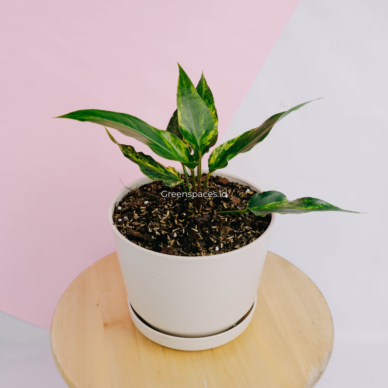 anthurium black corong Anthurium Corong x Garuda Variegated – Greenspaces.id