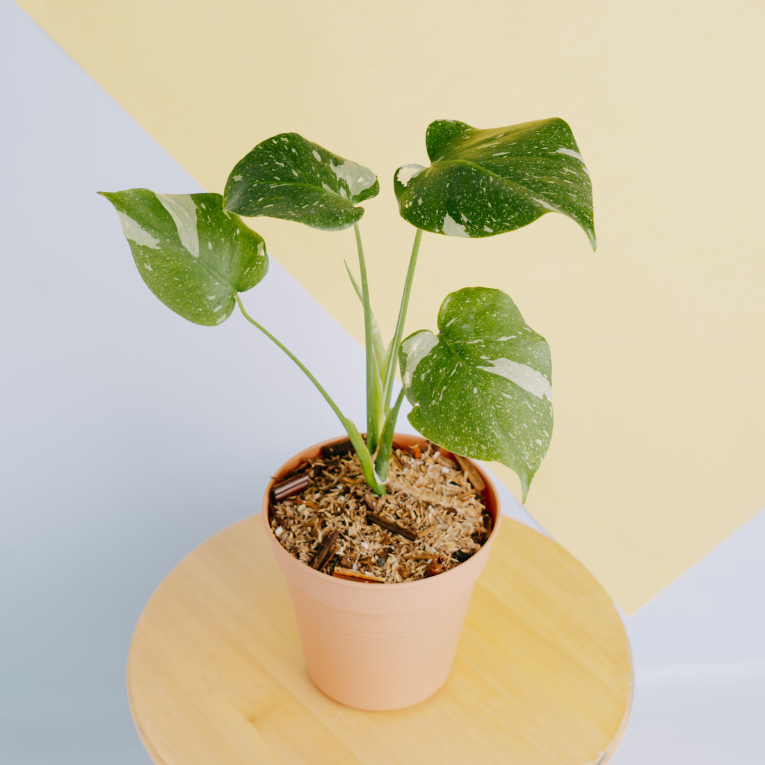 Monstera thai constellation little - Greenspaces.id