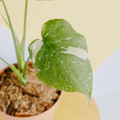 Monstera thai constellation little - Greenspaces.id