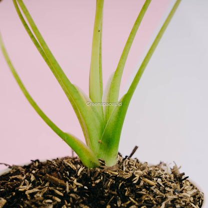 Alocasia Cuculata Variegated