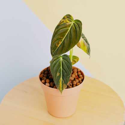 Philodendron Melanochrysum variegated - Greenspaces.id