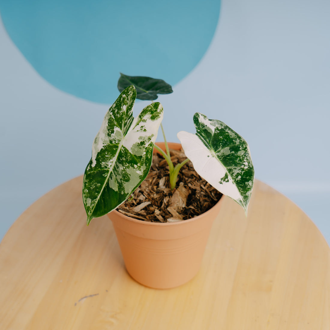 🎁 Alocasia Frydek variegated (100% off)