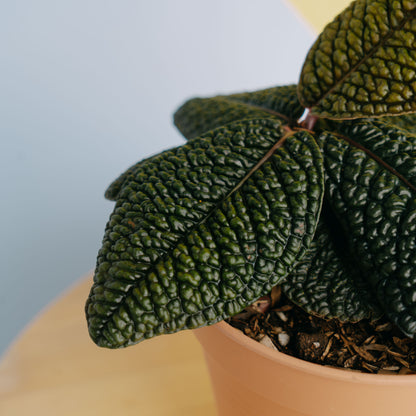 Labisia dino skin - Greenspaces.id