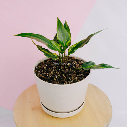 Anthurium Corong x Garuda Variegated