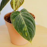 Philodendron Melanochrysum variegated - Greenspaces.id