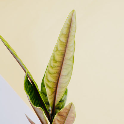 Labisia crocodile - Greenspaces.id