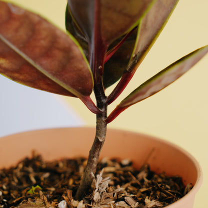 Labisia crocodile - Greenspaces.id