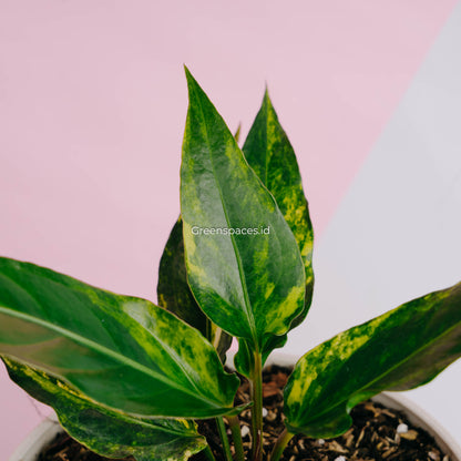 Anthurium Corong x Garuda Variegated