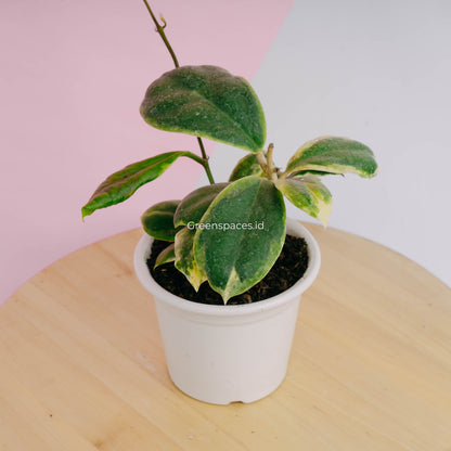 Hoya incrassata albomarginata