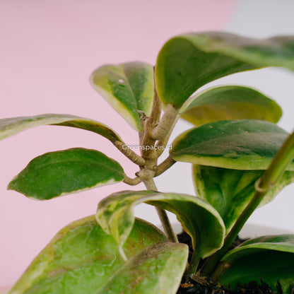 Hoya incrassata albomarginata