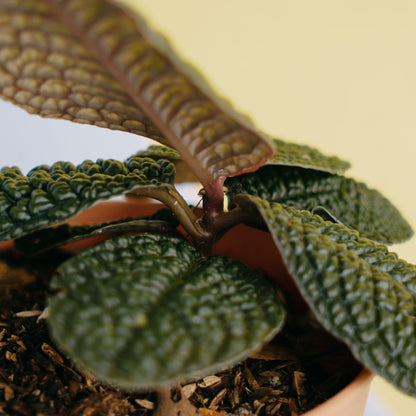 Labisia dino skin - Greenspaces.id