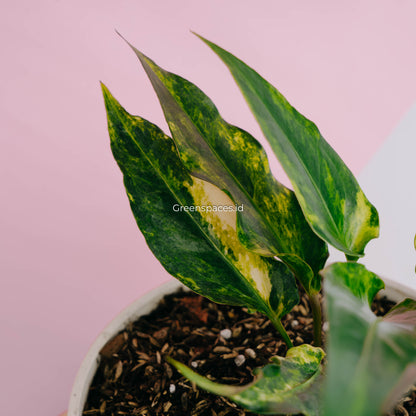Anthurium Corong x Garuda Variegated