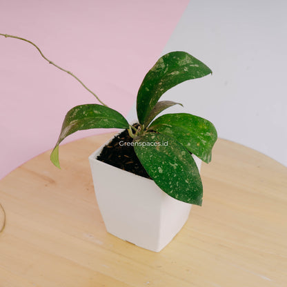 Hoya polypus splash
