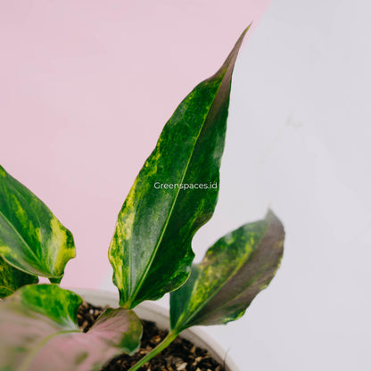 Anthurium Corong x Garuda Variegated