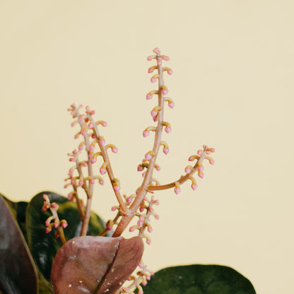 Labisia velvet Sp borneo