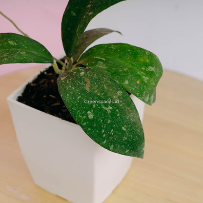 Hoya polypus splash