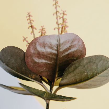 Labisia velvet Sp borneo