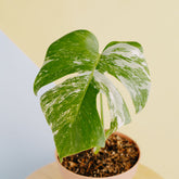 Fresh Cutting 1 leaf - Monstera albo variegated - Greenspaces.id