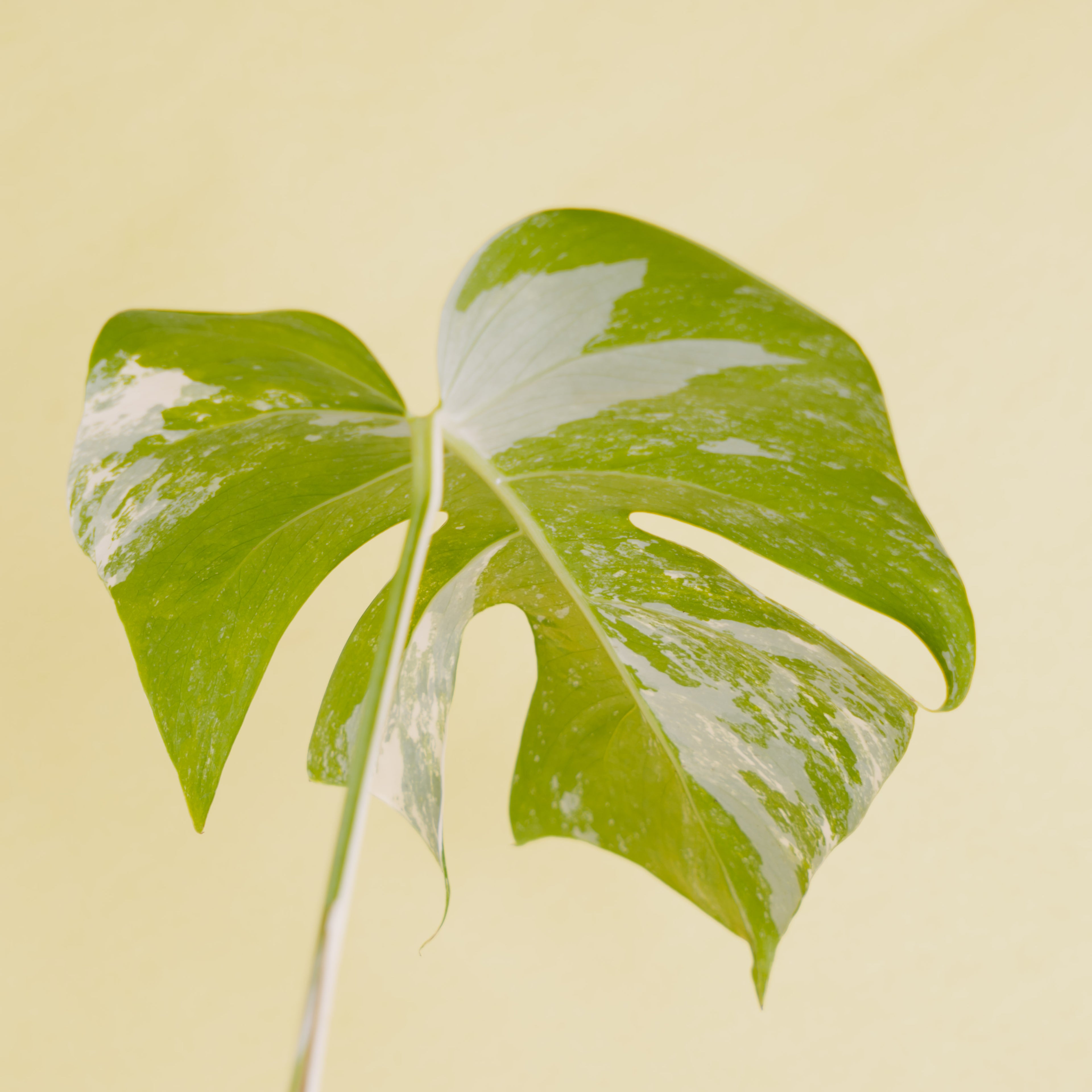 Fresh Cutting 1 leaf - Monstera albo variegated - Greenspaces.id