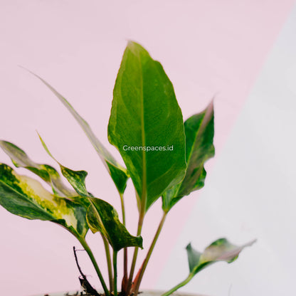 Anthurium Corong x Garuda Variegated