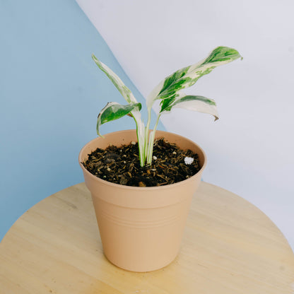 Monstera lechleriana variegated
